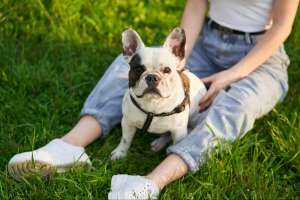 How Much Is a French Bulldog? Costs, Prices & What to Expect How Much Is a French Bulldog? Costs, Prices & What to Expect