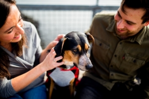 First Time Dog Owner – The Complete Guide First Time Dog Owner – The Complete Guide