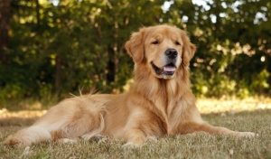 Top 5 Least Aggressive Dog Breeds Top 5 Least Aggressive Dog Breeds
