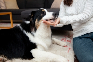 Calm your anxious dog with practical strategies Calm your anxious dog with practical strategies