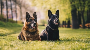 Dogs trained to track Covid Dogs trained to track Covid